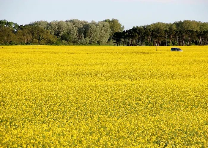 キャンプ場 Romea Family カザル・ボルセッティ