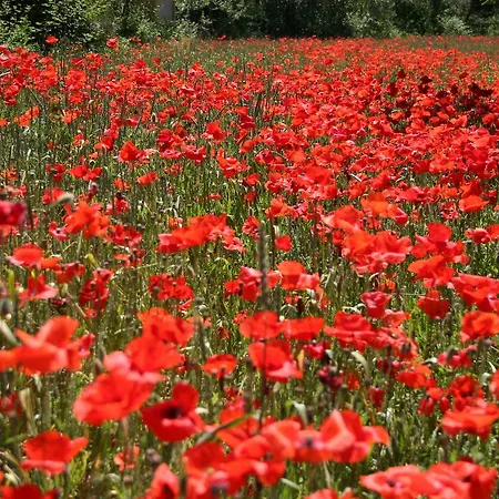 キャンプ場 Romea Family カザル・ボルセッティ
