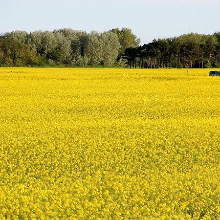 キャンプ場 Romea Family カザル・ボルセッティ