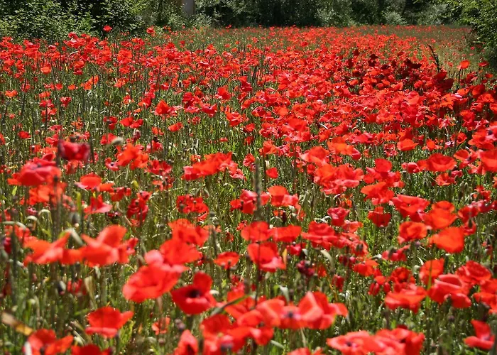 Кемпинг Romea Family Camping Касал-Борсетти